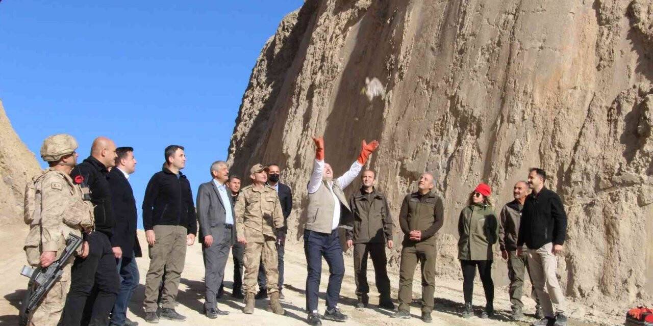 Tedavisi tamamlanan 2 kuş, Şırnak Valisi Pehlivan tarafından doğaya salındı