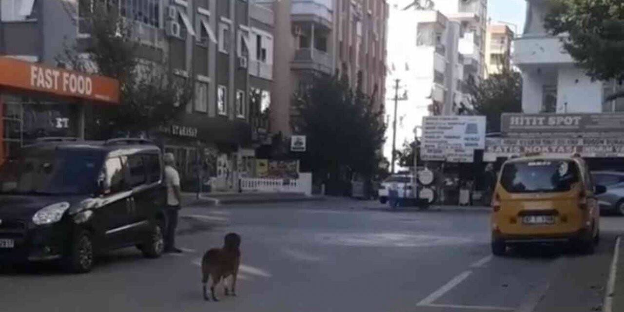 Saygı duruşunda yerinden bir an olsun kıpırdamayan köpek, görenleri duygulandırdı