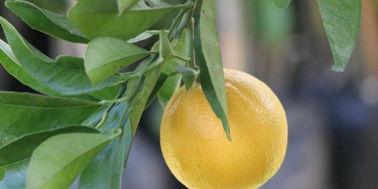 Ordu’da üreticiye narenciye desteği