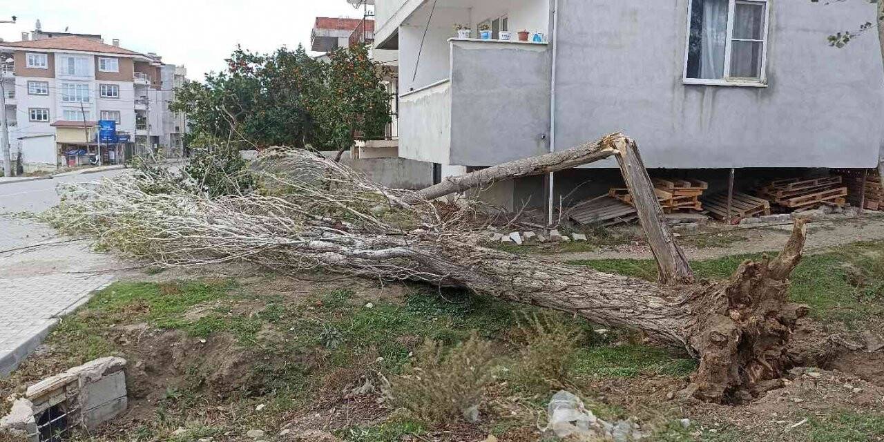 Fırtına ağaçları yıktı