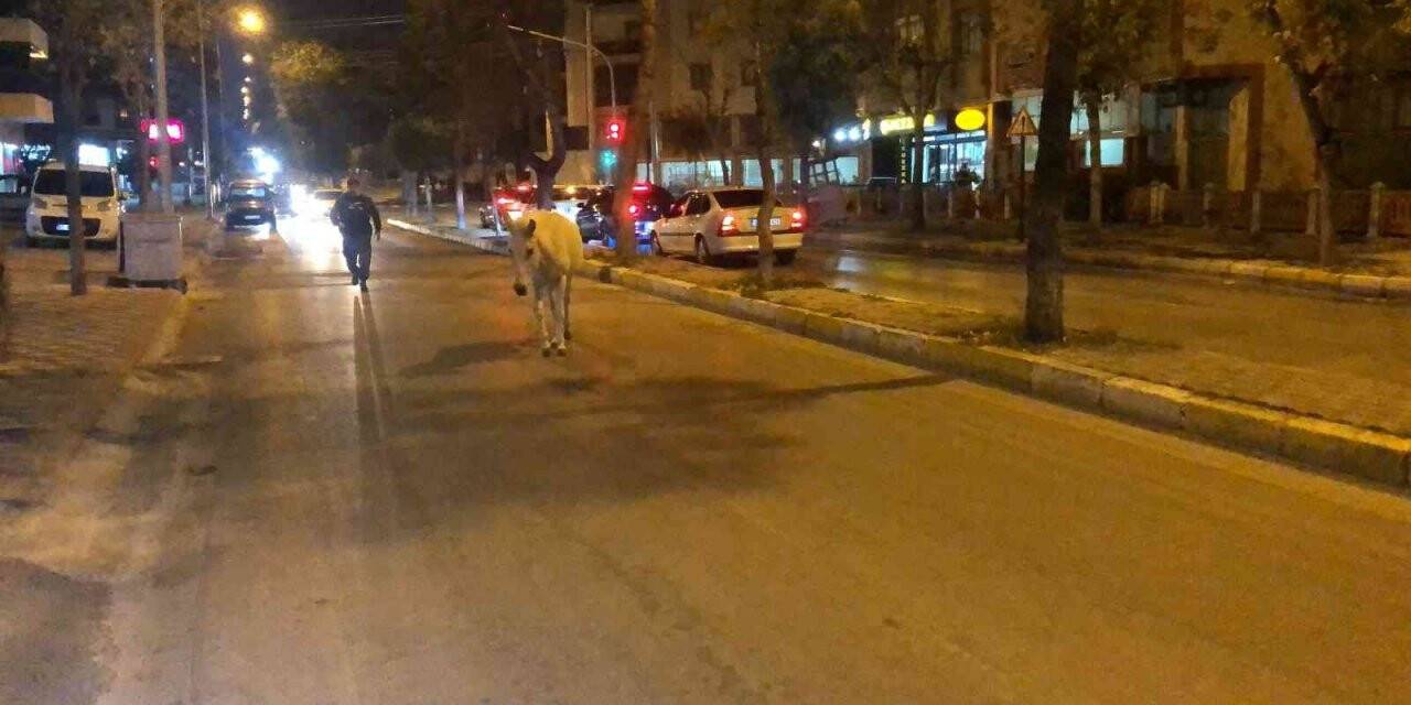 Caddede başıboş dolaşan at, trafiği tehlikeye düşürdü