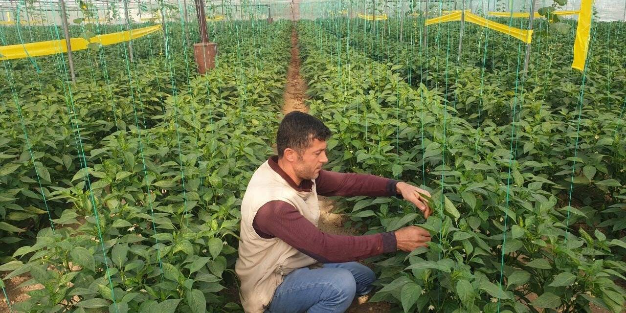 Her derde deva: Samandağ biberi