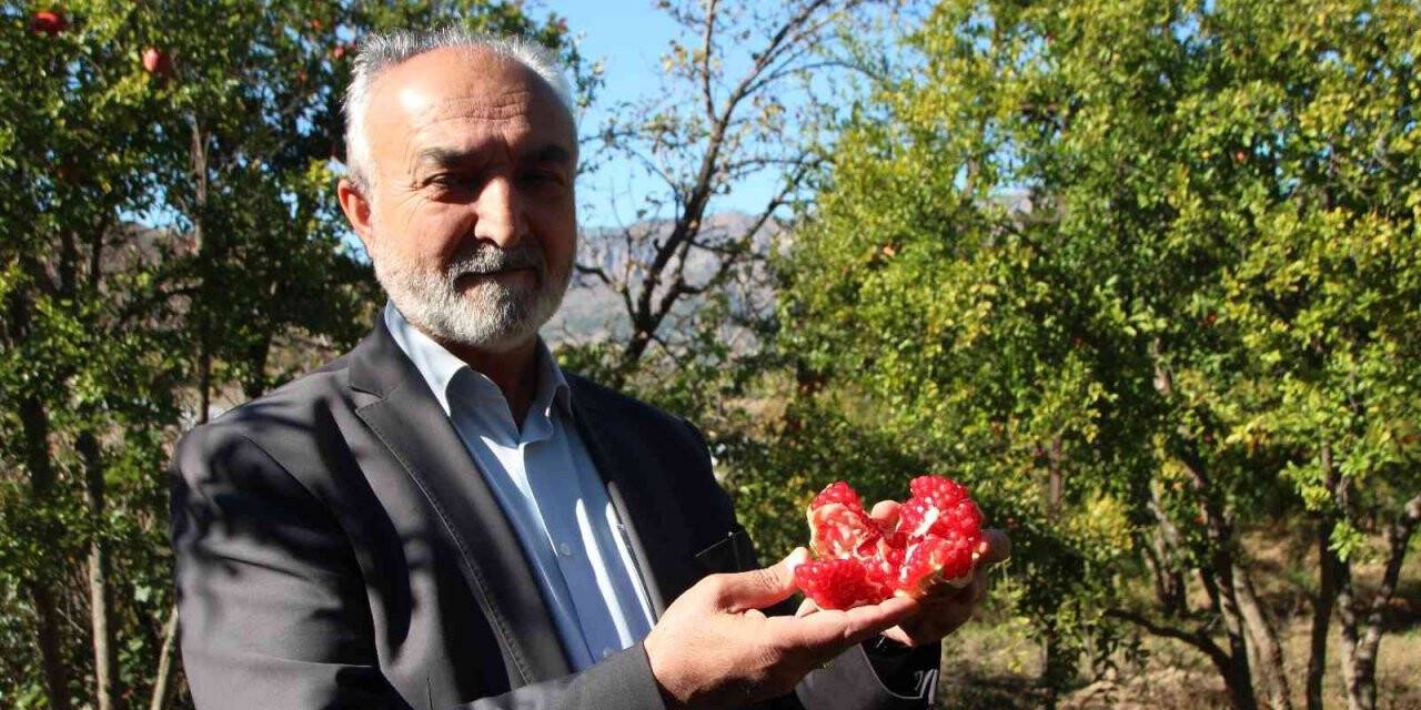 Çiçeğinden kabuğuna, çekirdeğinden suyuna kadar her şeyi değerlendiriyorlar