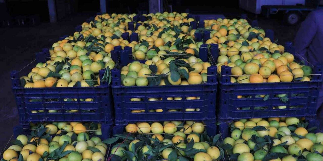 Adana’da limonun kilosu halde 25 kuruşa düştü