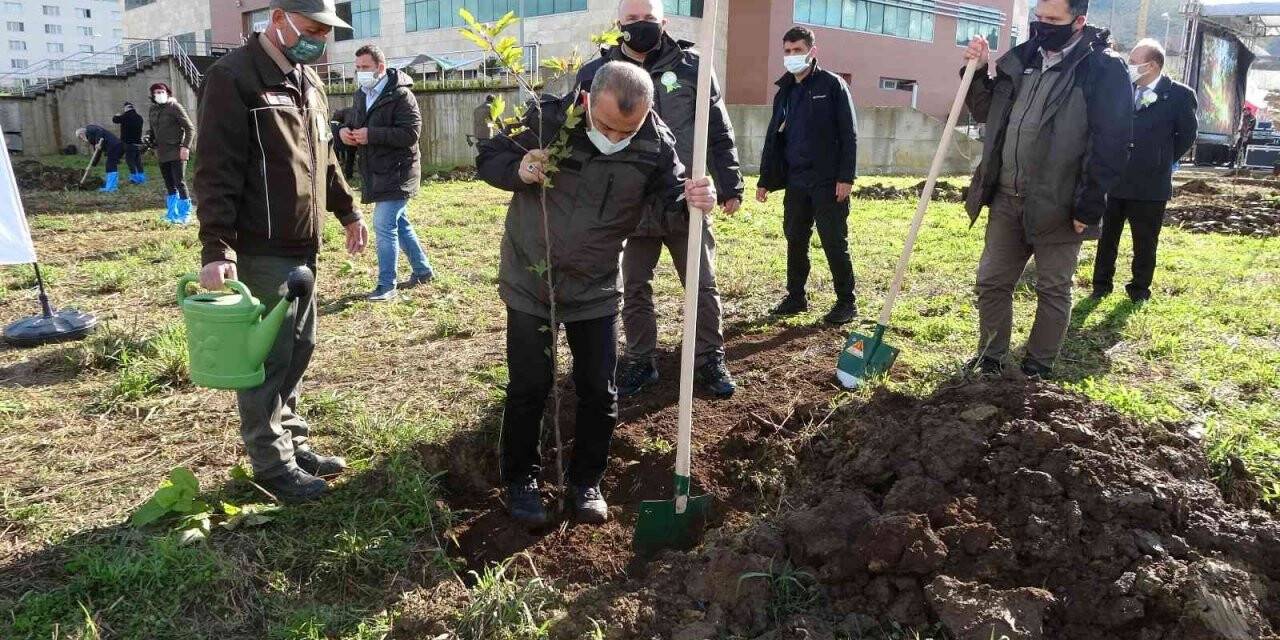 Ordu’da 116 bin fidan toprakla buluştu