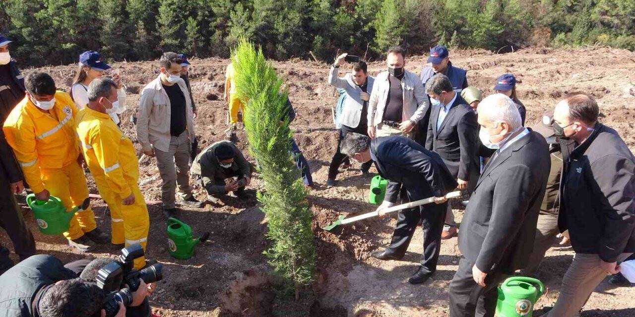 Osmaniye’de yanan ormanlık alanda fidanlar toprakla buluştu