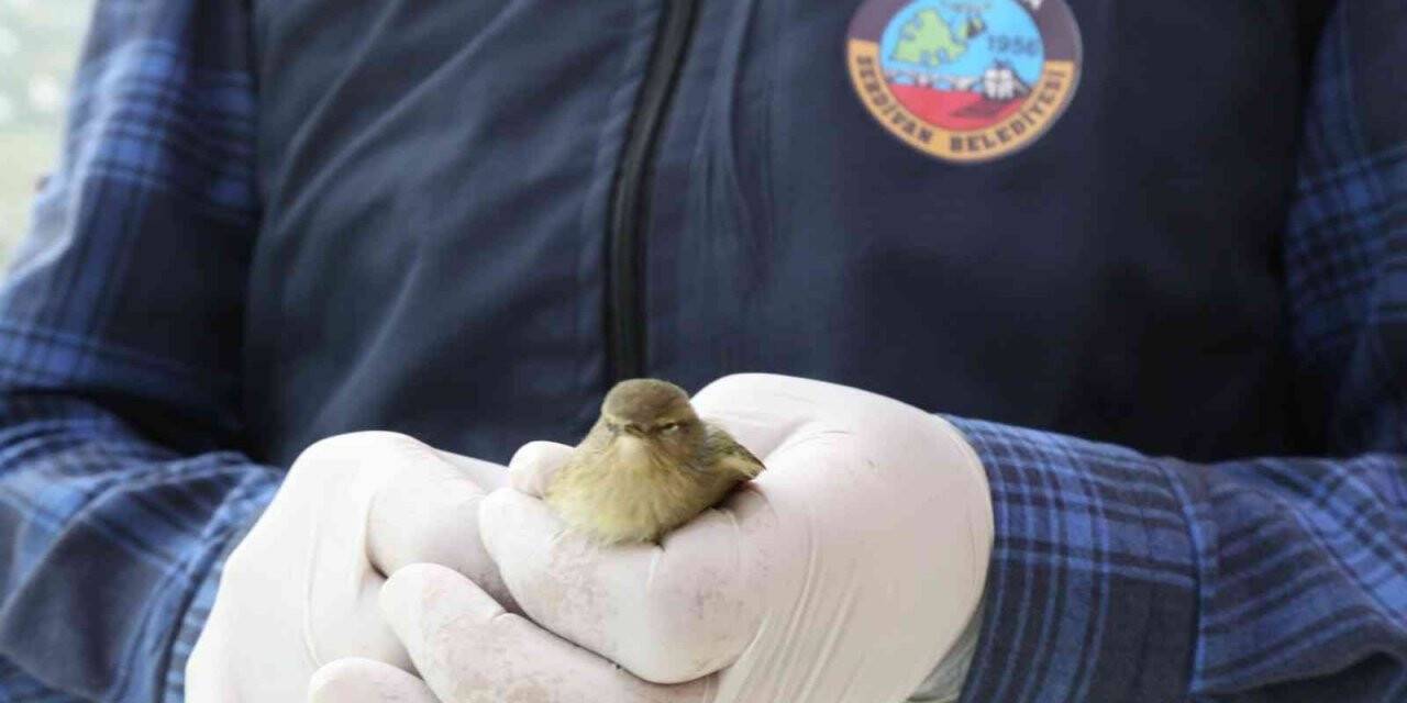 Yaralı kuşu belediyeye teslim etti