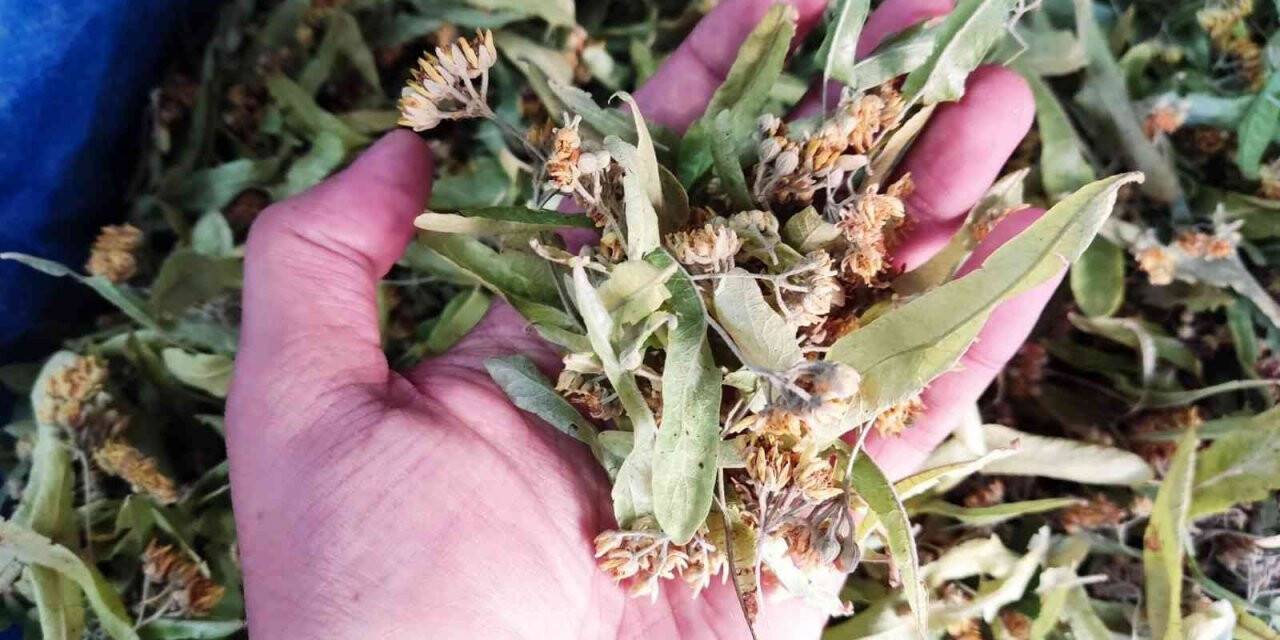 Zor toplama şartları ıhlamur fiyatında en önemli sebep