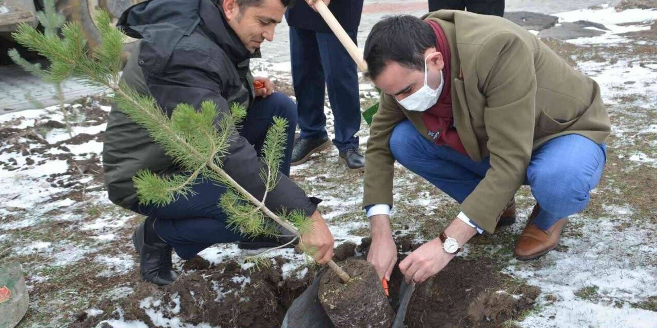 Kars’ta 2300 rakımda eksi 10 derecede fidan dikimi