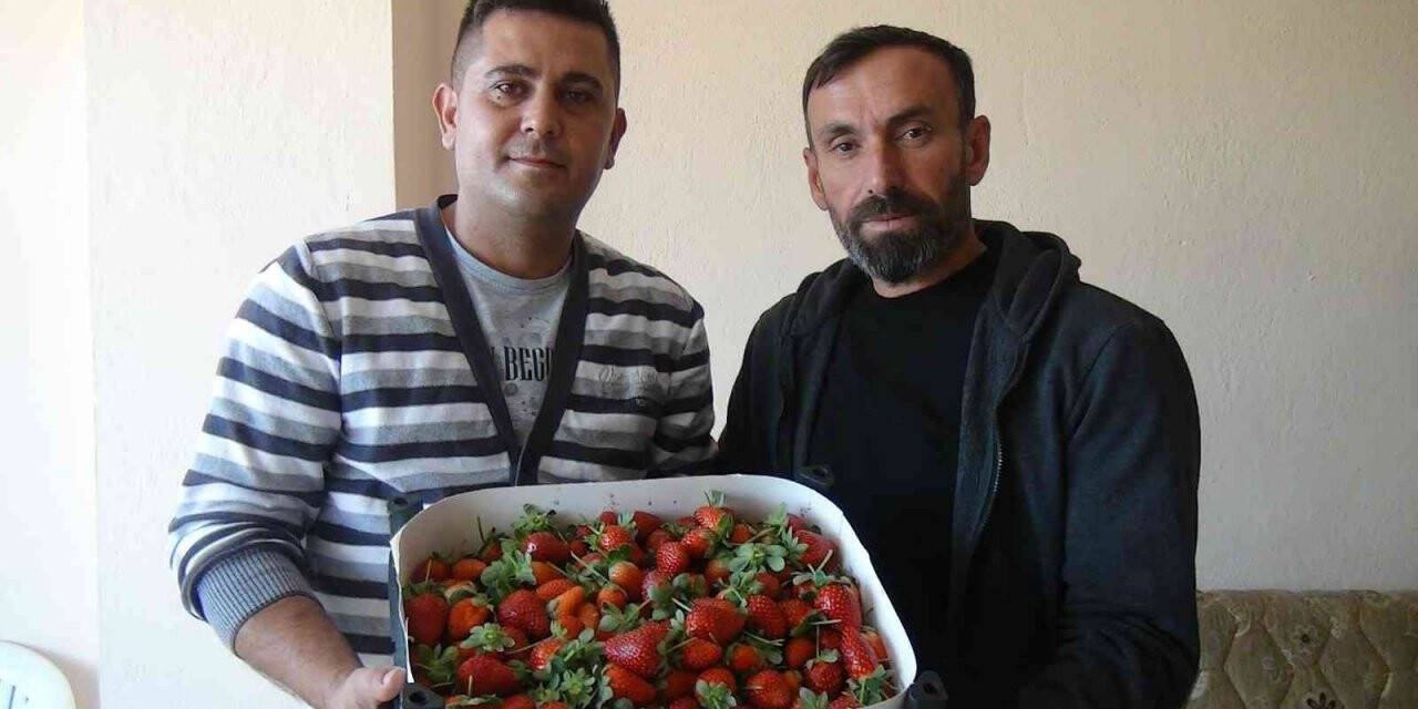 Sezonun ilk örtü altı çileği kilosu 30 liradan satıldı