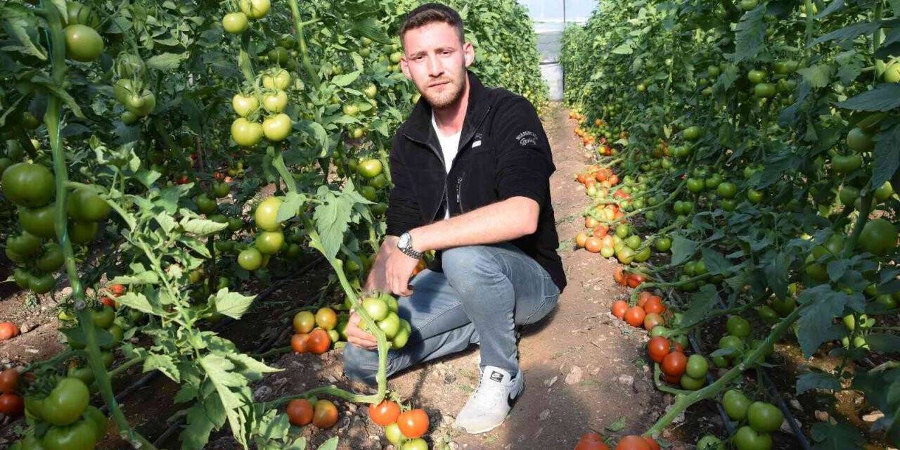 Bakımı yapılınca iki kat fazla meyve veren domates fideleri askı tellerini kırdı