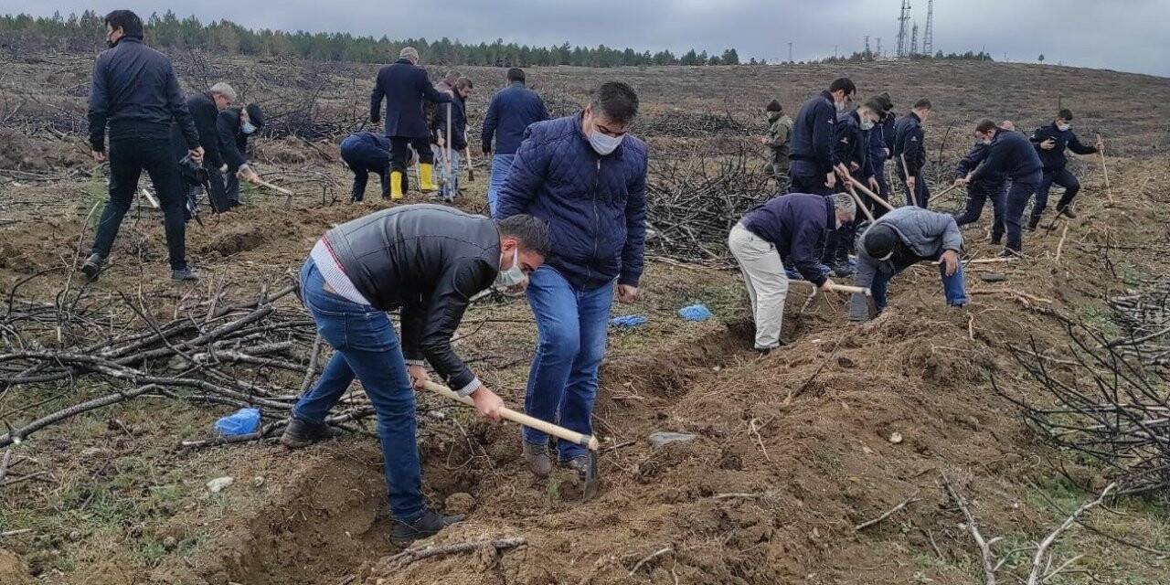 Sungurlu’da yanan ormanlık alan tekrar yeşeriyor