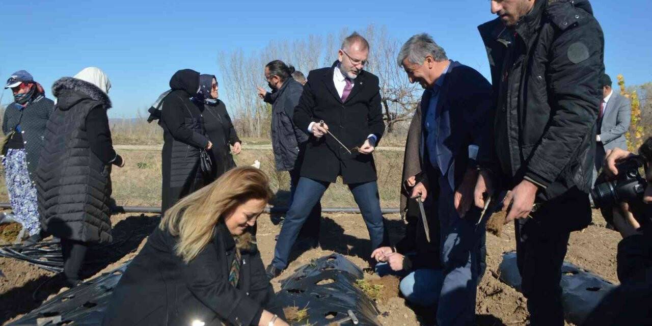 Tavşanlı’da 21 çiftçiye 170 bin çilek fidesi