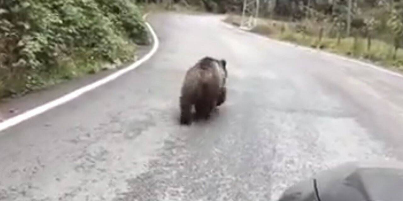 Yavru ayı karayolunda araçlara aldırış etmeden yürüdü
