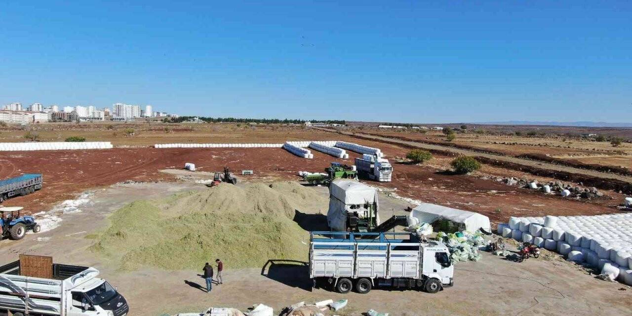 Siverek’te ikinci ürün mısırdan 500 bin ton silaj yemi elde edildi