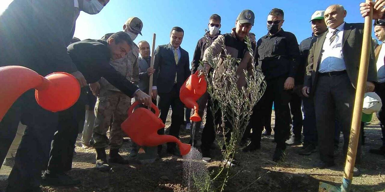 Şanlıurfa’da binlerce ağaç toprakla buluştu