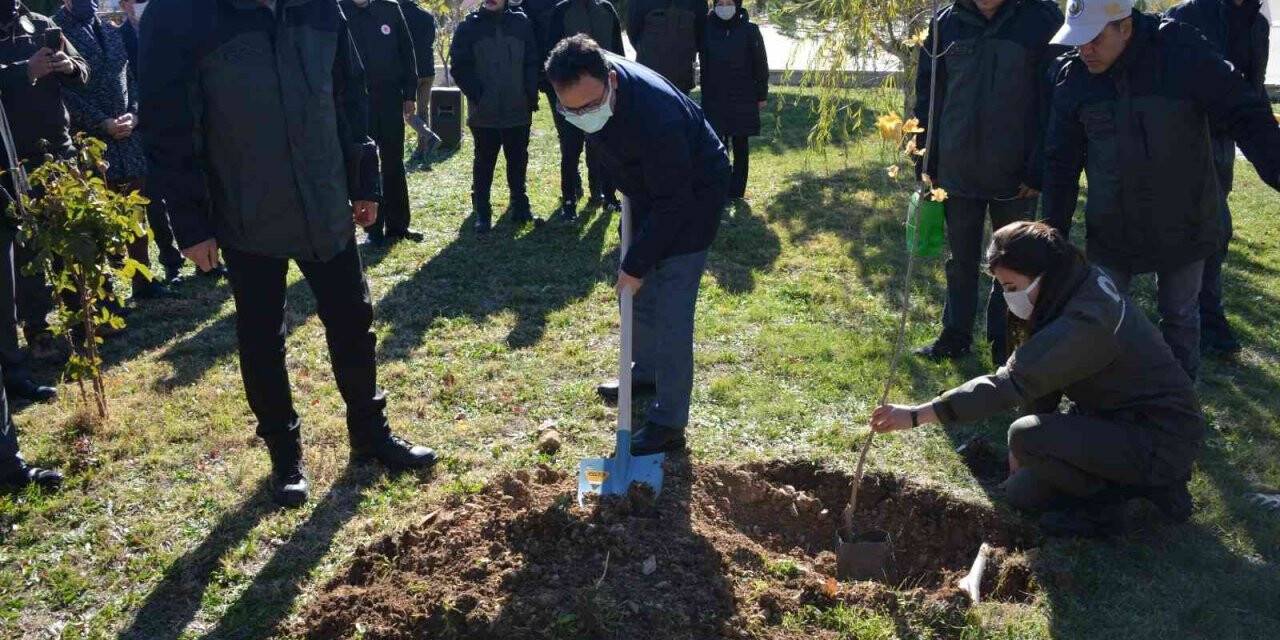 Gediz’de 300 fidan toprakla buluştu