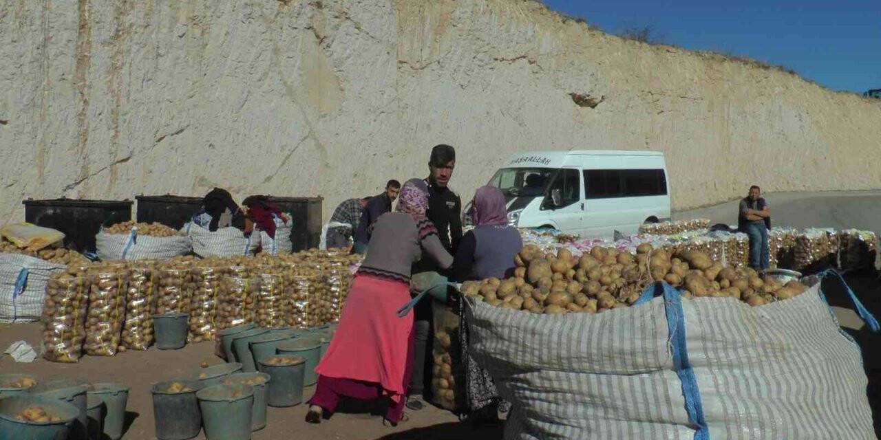 Kumpirlik patatesler yurt içi ve yurt dışına gönderilmeye başlandı