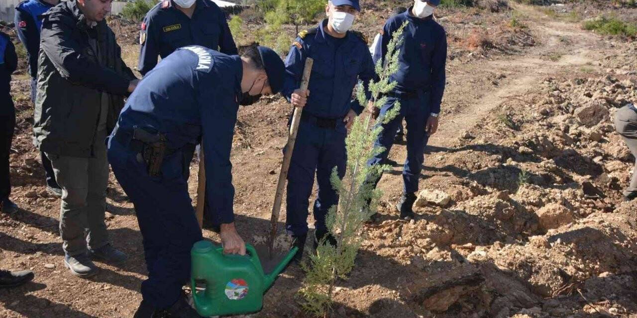 Bozyazı’da bin çam fidanı toprakla buluştu