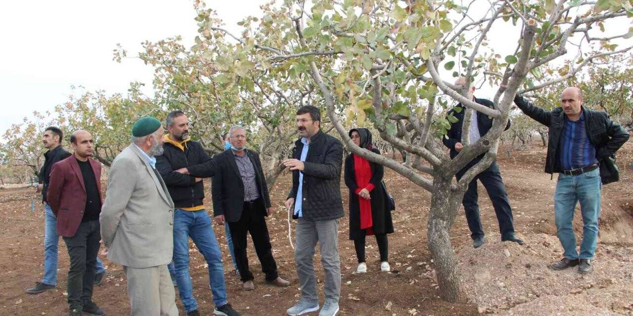 Aldıkları eğitimle fıstık üreticileri rekoltede 2 kat artış sağlayacak