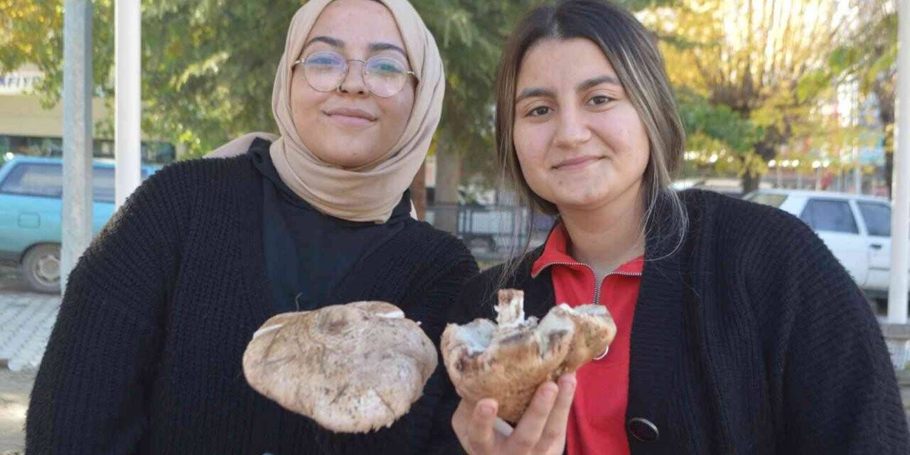 Tavşanlı’da mantar satışları başladı