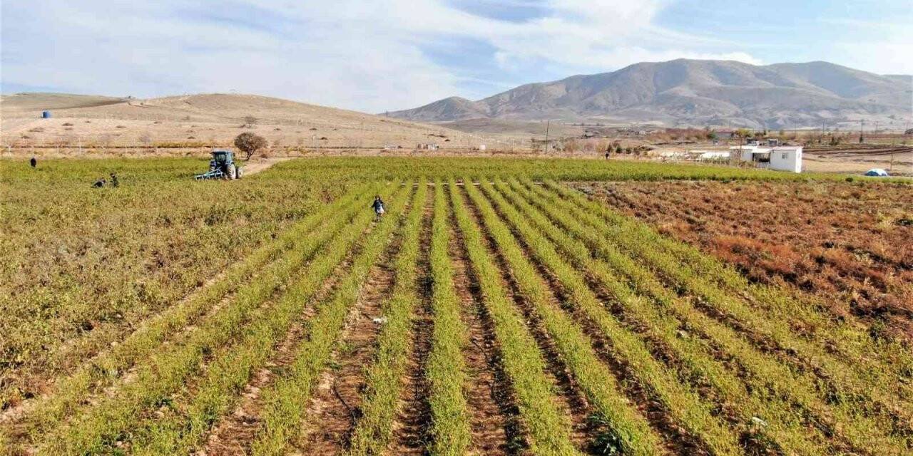 Marketlerdeki fiyata kızdı, 20 dönümlük sebze tarlasını vatandaşlara ücretsiz açtı
