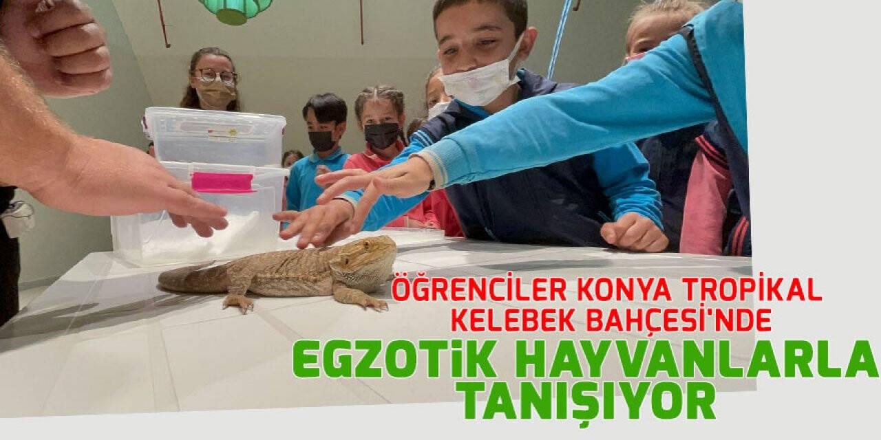 Öğrenciler Konya Tropikal Kelebek Bahçesi'nde egzotik hayvanlarla tanışıyor