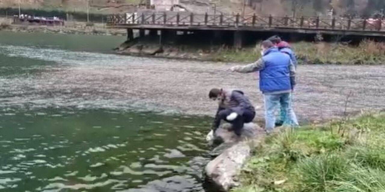 Uzungöl’deki balık ölümleri ve balıklardaki mantar hastalığı ile ilgili inceleme başlatıldı
