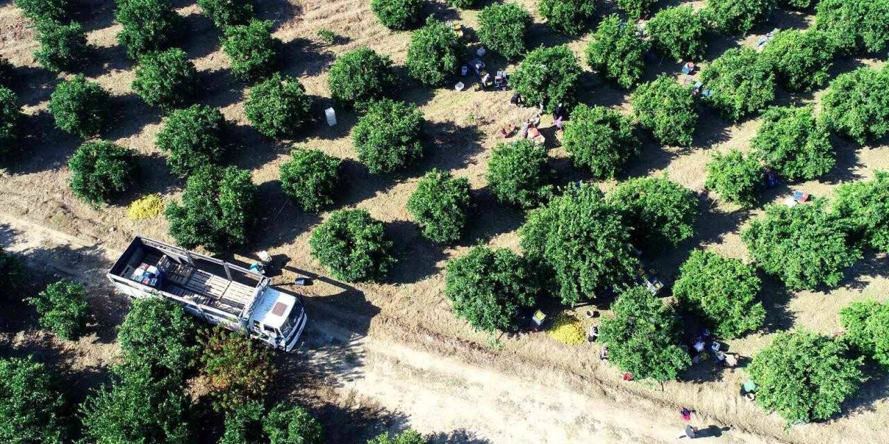 Adana’da portakal hasadı sürüyor