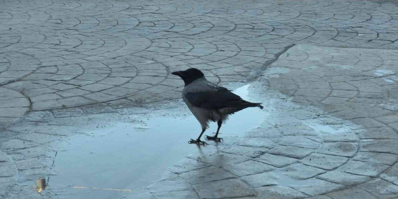 Haylaz karga ‘Şeref’, esnafın neşe kaynağı