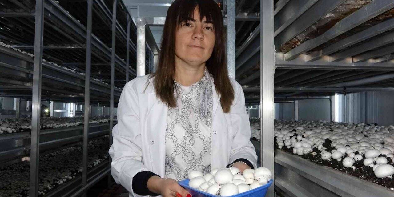 Van’da kurulan tesiste yıllık bin 500 ton mantar üretiliyor