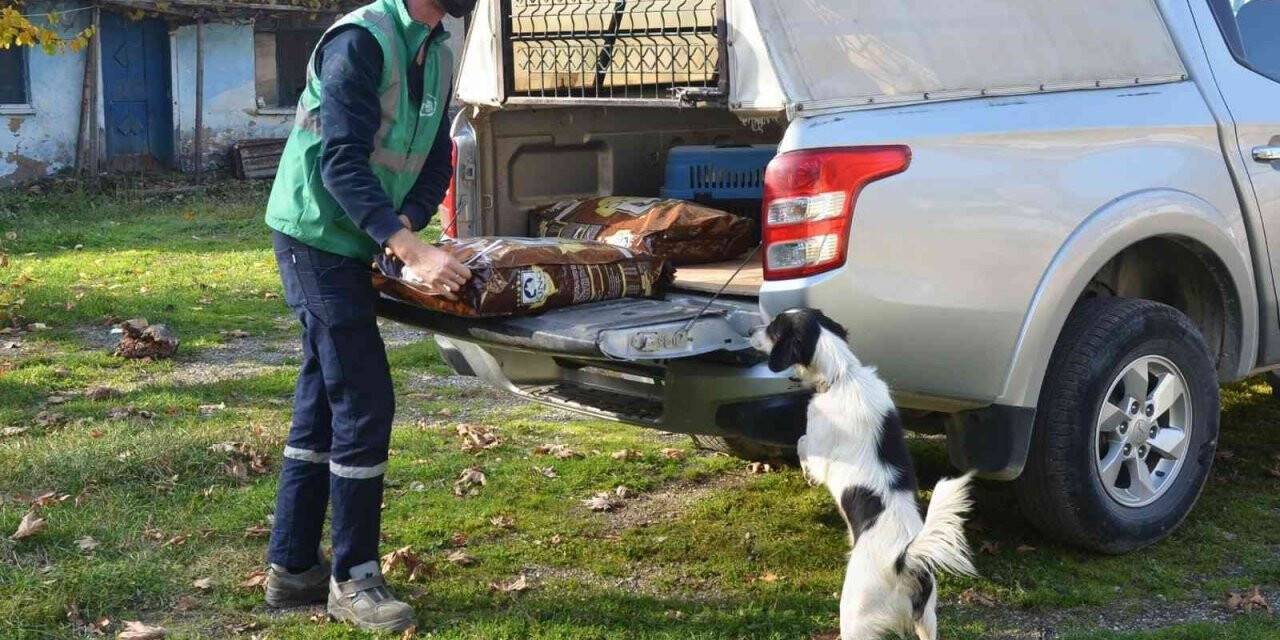 Sokak hayvanları yalnız değil