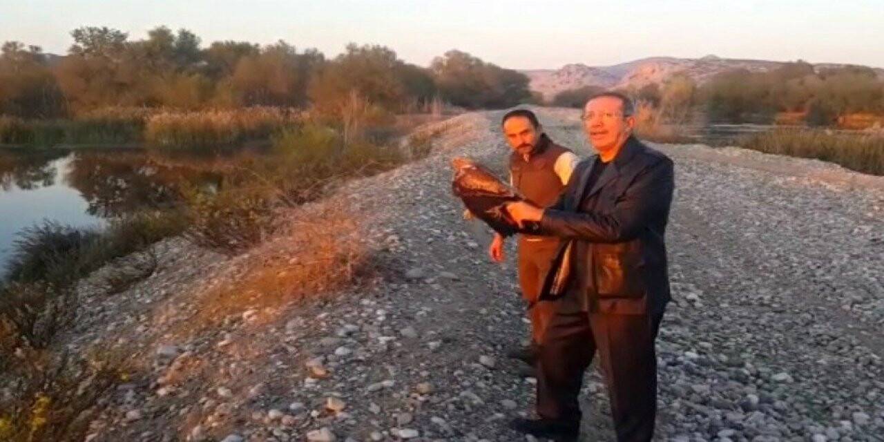 Tedavisi tamamlanan kartal doğaya salındı