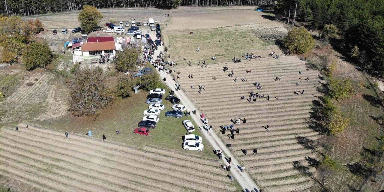 İlçe turizmini hareketlendiren safran tarlalarını 90 bin kişi ziyaret etti