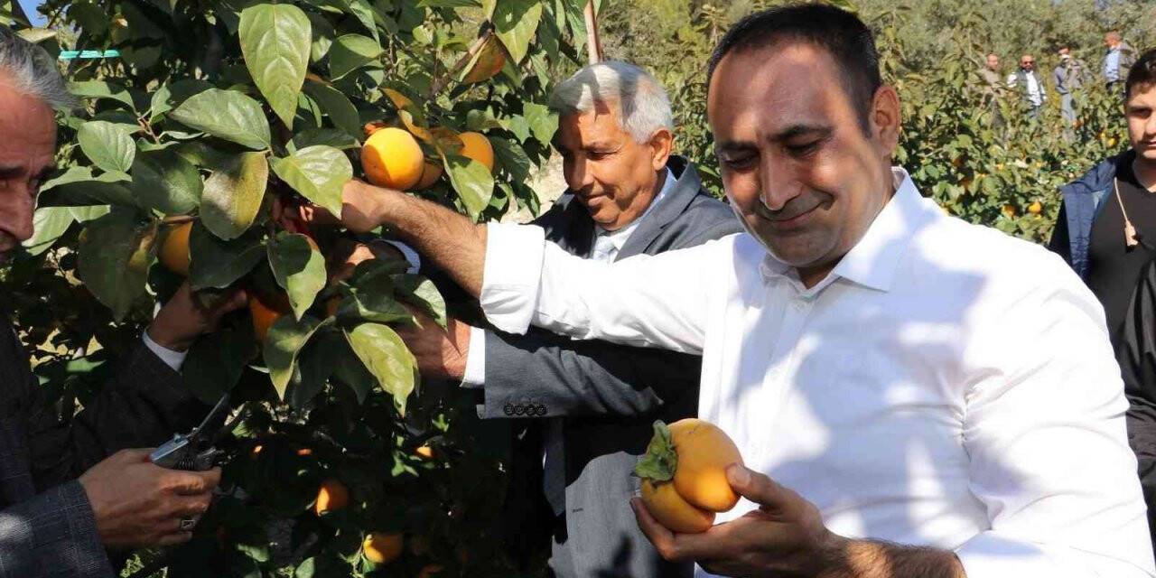 Toroslar’da Trabzon hurmasının ilk hasadı yapıldı