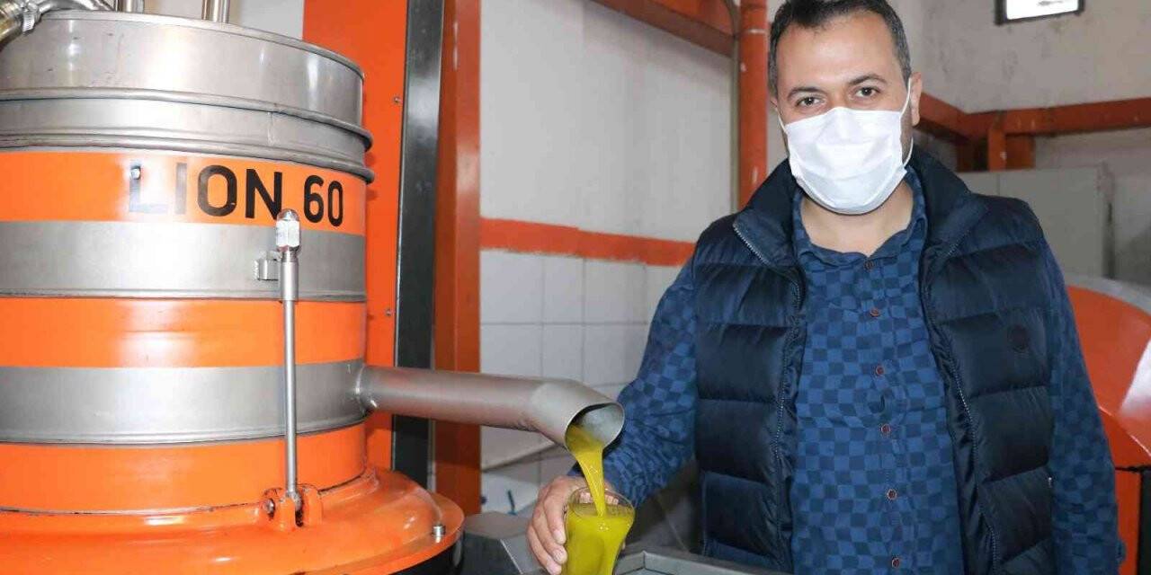 Maraş zeytinyağında hedef Avrupa