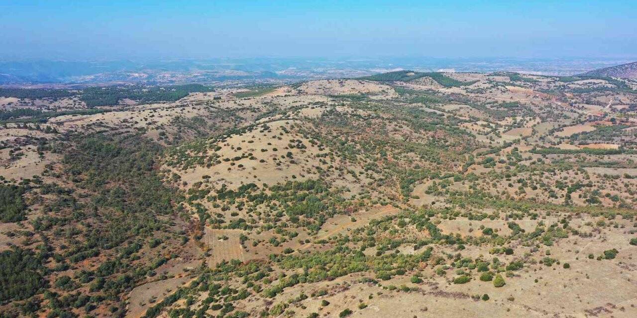 Denizli’ye ikinci bal ormanı geliyor