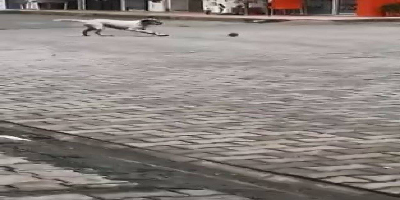 Köpeğin fare ile oyunu izleyenleri güldürdü