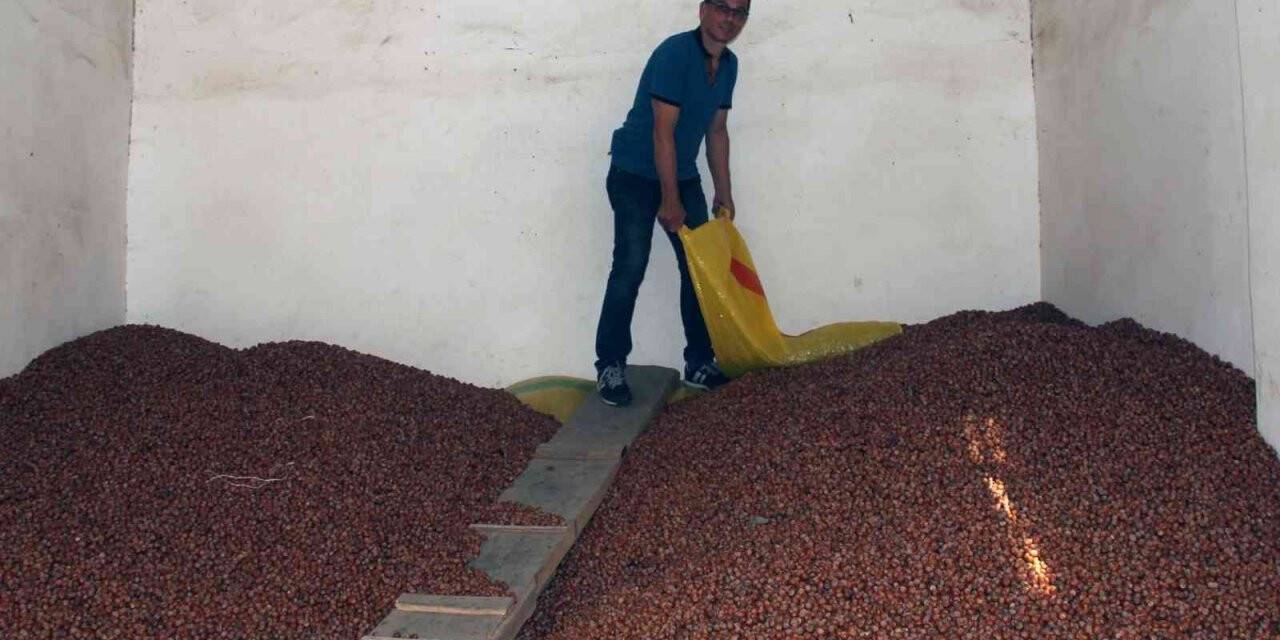 Üreticiye fındık satışı için TMO tavsiyesi