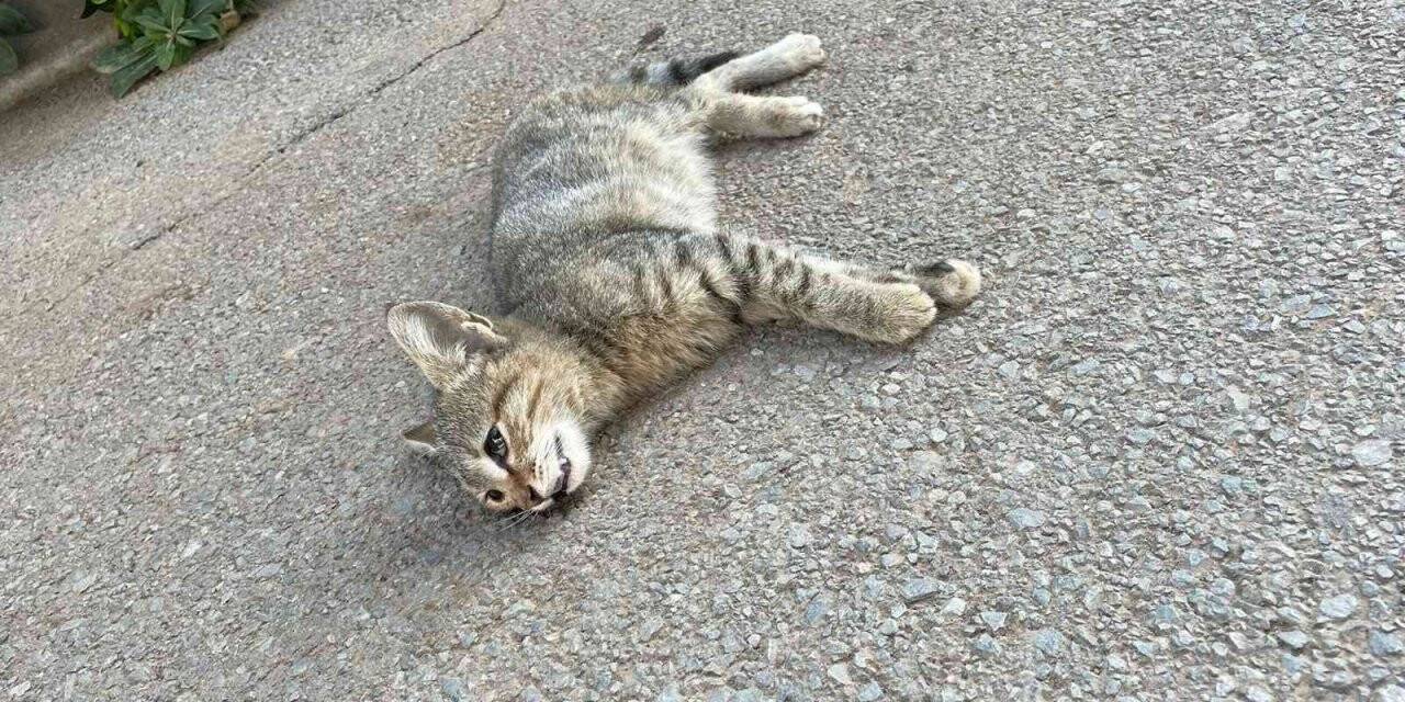 Bodrum’daki kedi ölümleriyle ilgili suç duyurusu