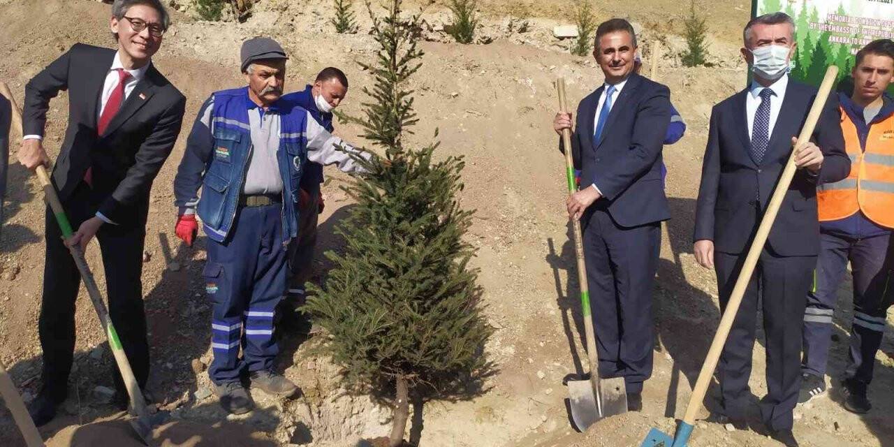 Singapur Büyükelçiliğinden, Mamak’a 500 fidan bağışı