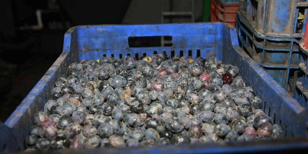 Bursa’da zeytinyağı için yağhanelerde mesai başladı