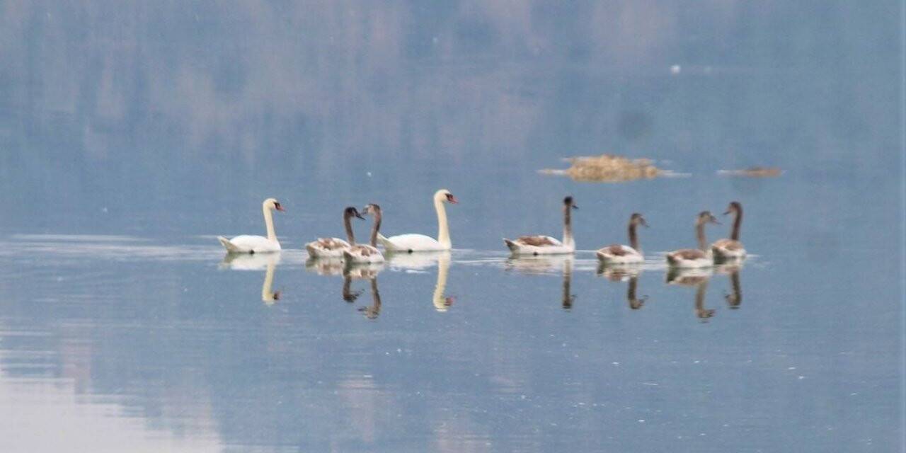 Bafa Gölü’nün balerinleri, görsel şölen oluşturdu