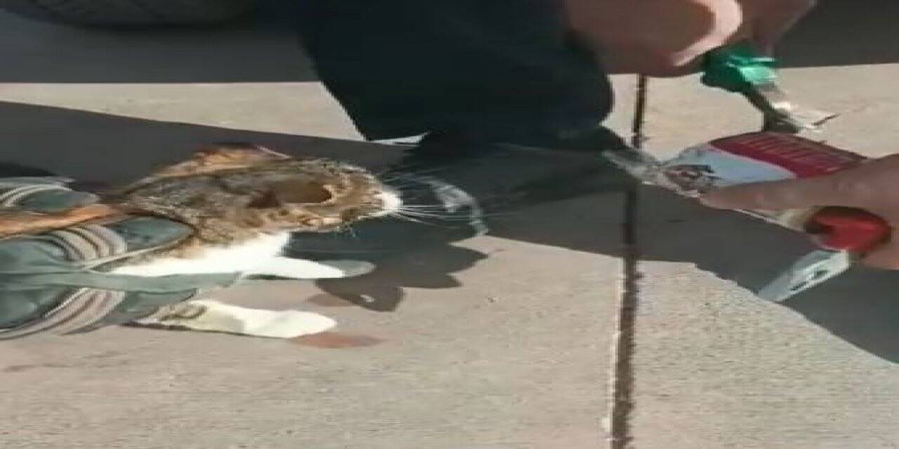 Kafasına konserve kutusu sıkışan kediyi itfaiye kurtardı