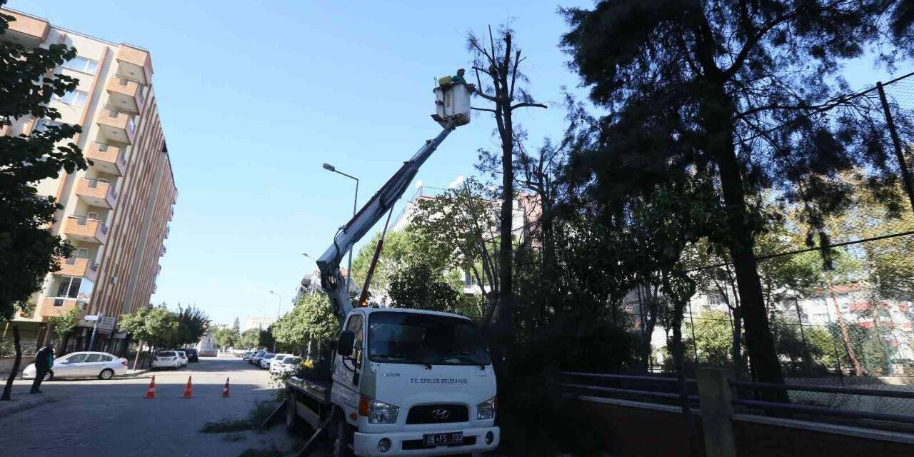 Efeler’de ağaç budama çalışmaları sürüyor