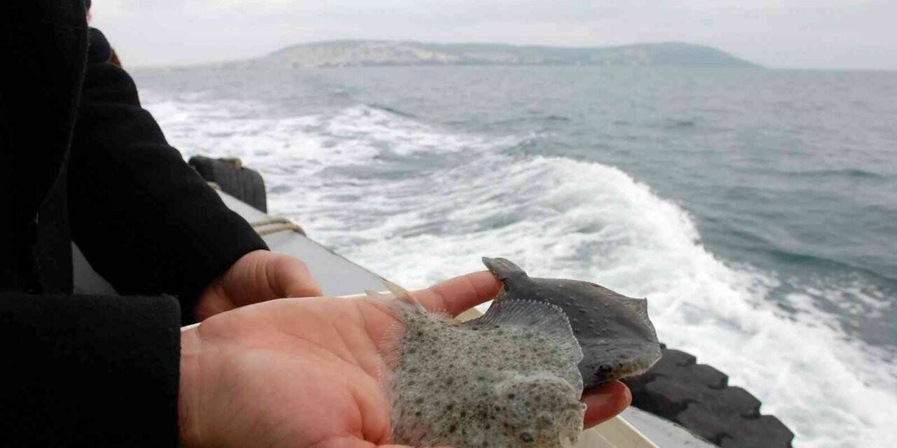 Karadeniz’in Kalkan denizi olması için 24 yılda 100 binin üzerinde Kalkan yavrusu denize bırakıldı ama...