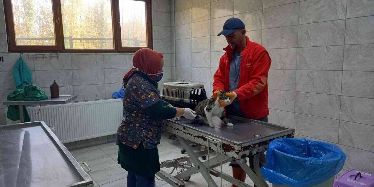 Son 3 ayda 429 sokak köpeği tedavi edildi