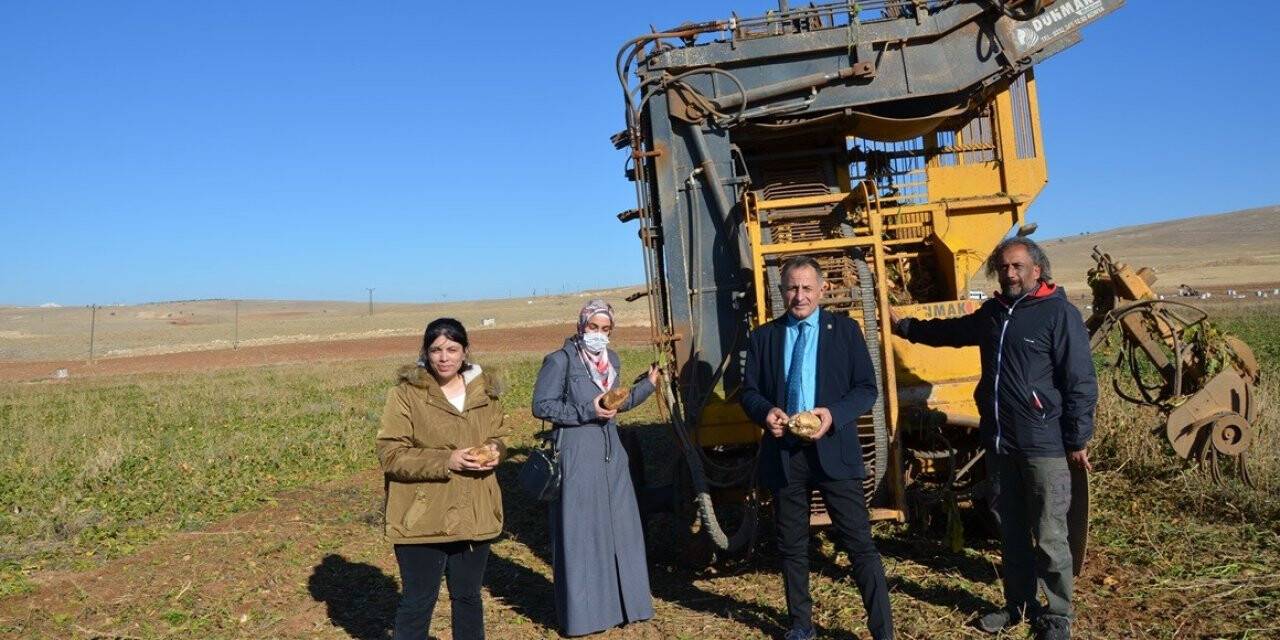 Darende’de pancarda yüksek rekolte sevinci