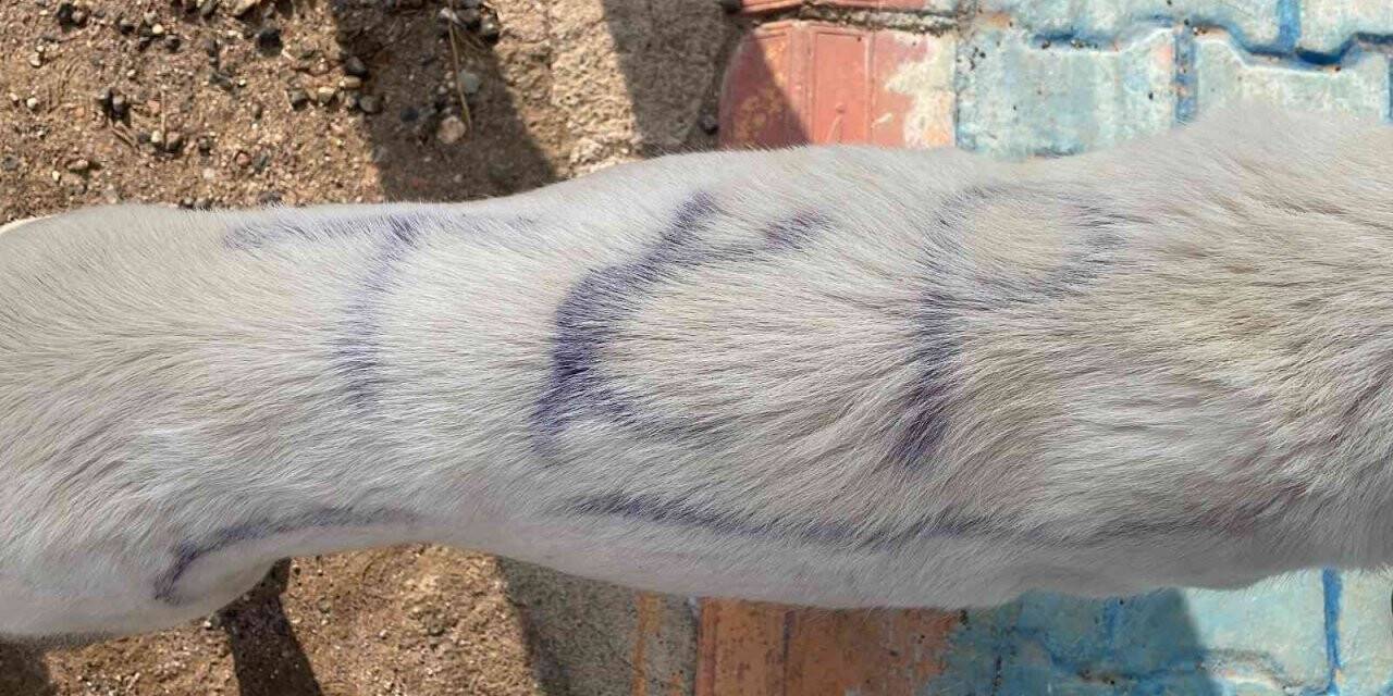 Köpeğin sırtına yazdıkları şaşkına çevirdi