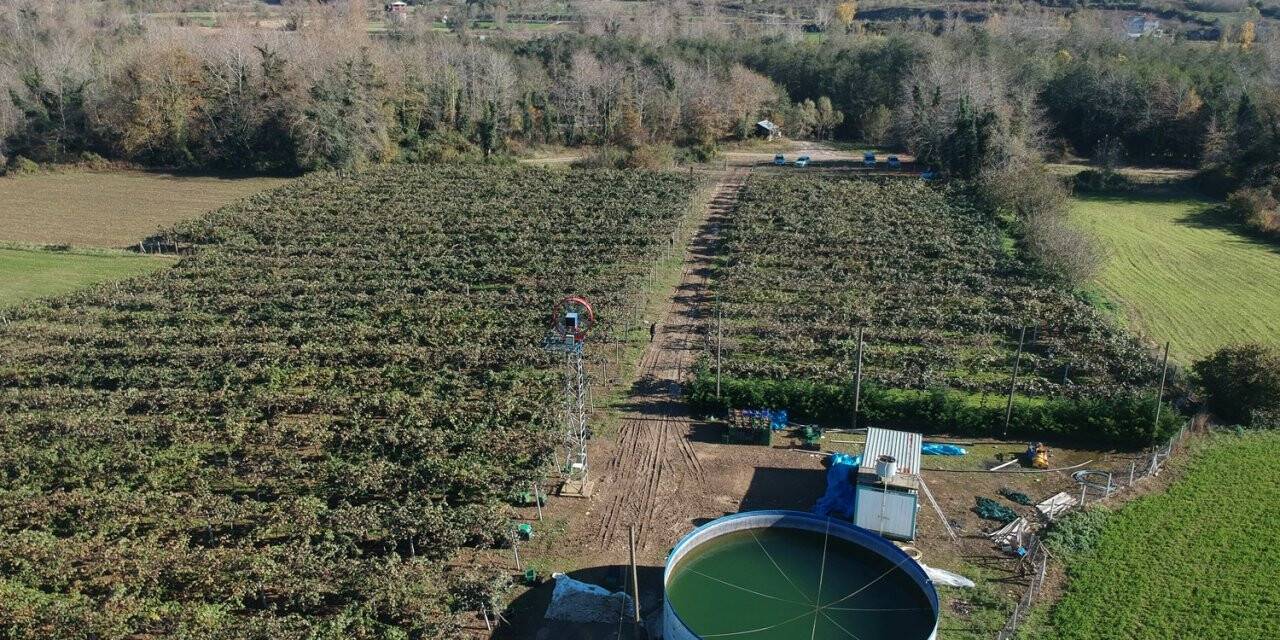 Sinop’ta kivi hasadı başladı